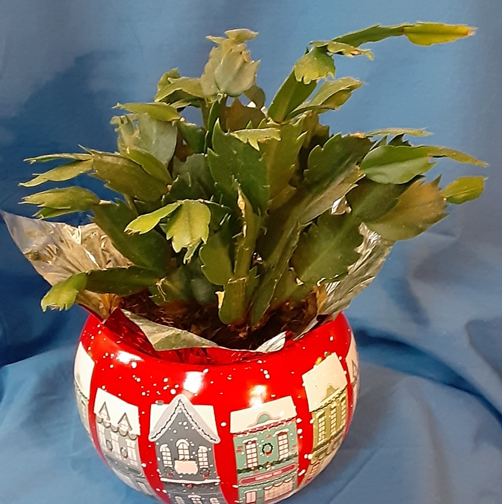 Christmas Planter  Only by Teleflora Gift App 4" Across & 3.5" Deep Accent Piece